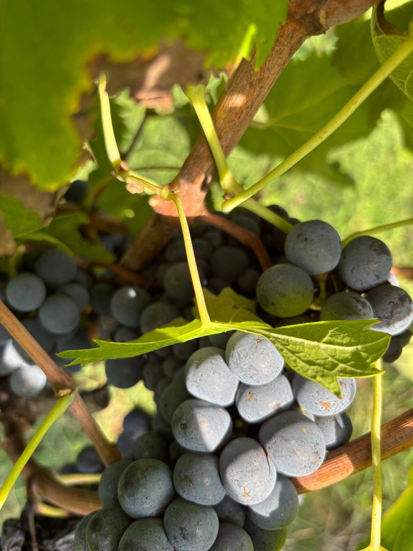 L’azienda Le Torri entra in Generazione Sangiovese